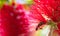Springtime. Closeup of honey bee pollinating bright red flower, callistemon.