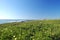 Springtime coastal meadow