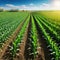 Springtime corn field with Agricultural landscape with soil based corn