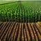 Springtime corn field with Agricultural landscape with soil based corn