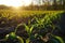 Springtime corn field with fresh, green sprouts