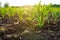 Springtime corn field with fresh, green sprouts. Generative AI