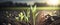 Springtime corn field with fresh, green sprouts in soft focus.Banner