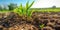 Springtime corn field with fresh, green sprouts in soft focus. generative ai AIG32