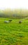 Springtime in the countryside. Farmland in springtime - Jutland, Denmark.