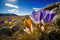 springtime, with crocus blooming in the foreground and blue sky visible beyond