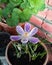 Springtime Crocus in the flower pot - Crocus ligusticus