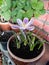Springtime Crocus in the flower pot - Crocus ligusticus