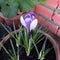 Springtime Crocus in the flower pot - Crocus ligusticus