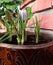 Springtime Crocus in the flower pot - Crocus ligusticus