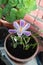 Springtime Crocus in the flower pot - Crocus ligusticus