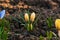 Springtime crocus flowers in a garden