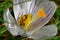 Springtime - Crocus with tiny visitor FrÃ¼hling - Krokus mit Besucher