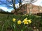 Springtime daffodils growing at Temple Newsam, Leeds