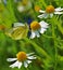 Springtime daisy flower with a beautiful butterfly Pieris napi