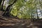 Springtime Danish beech forest