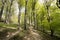 Springtime Danish beech forest