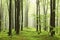 springtime deciduous forest with beech trees covered with fresh leaves on branches in foggy weather may poland misty spring