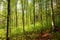 springtime deciduous forest at dawn with beech trees covered fresh leaves on branches a sunny morning may poland