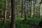 Springtime deciduous tree stand with hornbeams and oaks