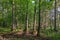 Springtime deciduous tree stand with hornbeams and oaks