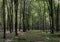 Springtime deciduous tree stand with hornbeams and oaks