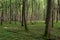 Springtime deciduous tree stand with hornbeams and oaks