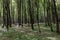 Springtime deciduous tree stand with hornbeams and oaks