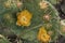 Springtime desert yellow cactus blossom