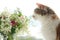 Springtime, domestic fluffy cat and bouquet of spring flowers on window