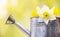 Springtime, easter daffodil flowers in a watering can, web banner