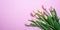 Springtime, easter. Pink tulips on pink background, top view, copy space