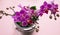 Springtime, easter. Purple color orchids on pink background