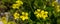 Springtime, easter time. Buttercups wild yellow flowers background, banner