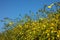 Springtime, easter time. Yellow blossoms plant hedge on clear blue sky background