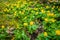 Springtime eranthis flowers in a garden