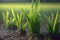 Springtime field with fresh green sprouts in rain. Generative AI