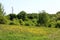 Springtime fields very young wild flowers and leaves, surroundings of Zagreb, Croatia