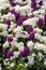 Springtime flower bed background of purple hyacinths and white primrose plants