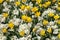 Springtime flower bed background of yellow tulips and white primrose plants