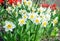 Springtime flower bed with narcissus flowers also known as daffodil and red tulips.