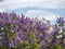 Springtime flowering bush tree top with violet flowers. Blooming Syringa vulgaris, common lilac plant against blue sky