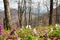 Springtime in flowering deciduous beech forest