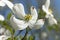 Springtime flowering dogwood flowers