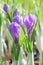 Springtime flowering of first spring purple crocus flowers