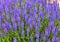 Springtime flowers of beautiful blue sage