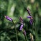 Springtime flowers with bluebells in bloom