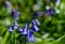 Springtime flowers with bluebells in bloom