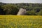 Springtime forest close to a green field of dandelions