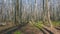 Springtime in forest in Europe. Beautiful deciduous forest in spring time. Wide shot. Static view.